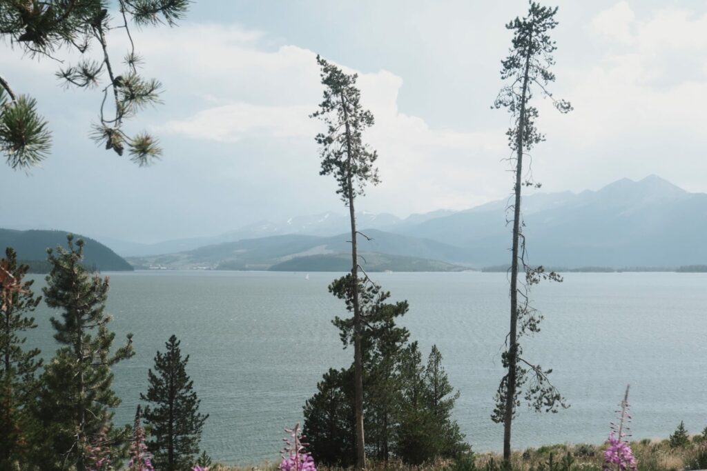 Colorado wildflower road trip