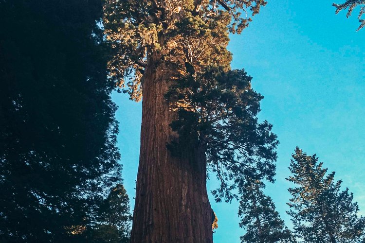 Sequoia Campervan